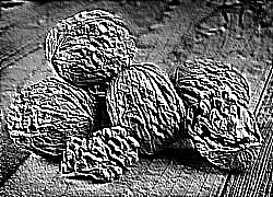 Skamielina