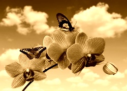 Sepia
