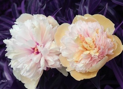 Oryginalny obrazek