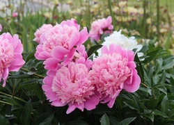 Oryginalny obrazek