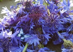 Oryginalny obrazek