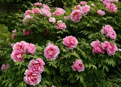 Oryginalny obrazek