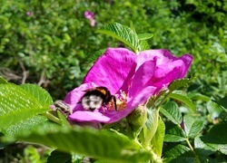 Oryginalny obrazek