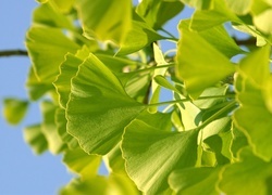 Oryginalny obrazek