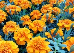 Oryginalny obrazek
