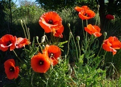Oryginalny obrazek