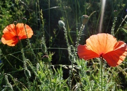 Oryginalny obrazek
