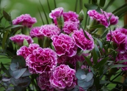 Oryginalny obrazek