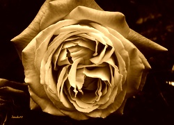 Sepia