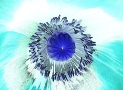 Negatyw
