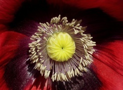 Oryginalny obrazek