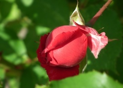 Oryginalny obrazek