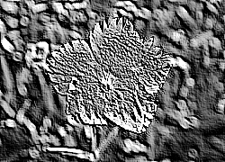 Skamielina
