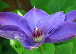 Oryginalny obrazek