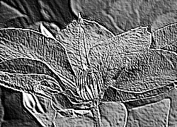 Skamielina