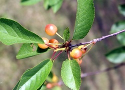 Oryginalny obrazek