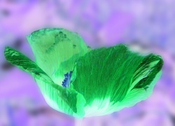 Negatyw