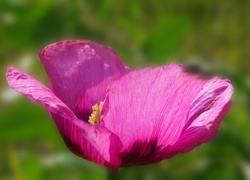 Oryginalny obrazek