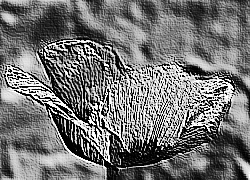 Skamielina