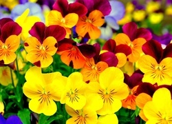Oryginalny obrazek