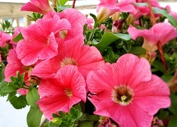 Oryginalny obrazek