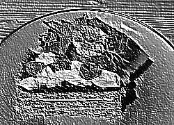 Skamielina