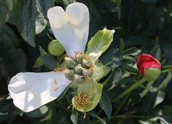 Oryginalny obrazek