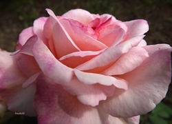 Oryginalny obrazek