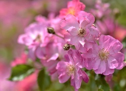 Oryginalny obrazek