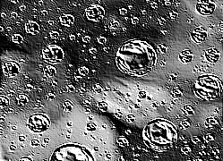 Skamielina