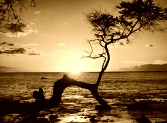 Sepia