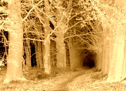 Sepia + Negatyw