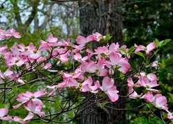 Oryginalny obrazek