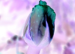 Negatyw