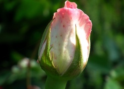 Oryginalny obrazek