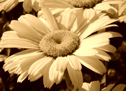 Sepia