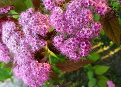 Oryginalny obrazek