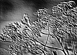 Skamielina