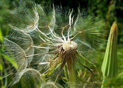 Oryginalny obrazek