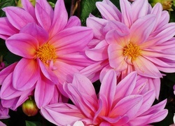 Oryginalny obrazek