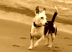 Sepia
