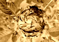 Sepia + Negatyw