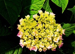 Oryginalny obrazek