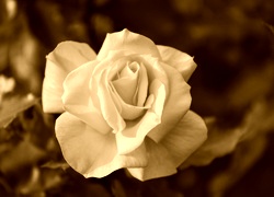 Sepia