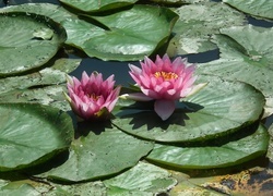 Oryginalny obrazek