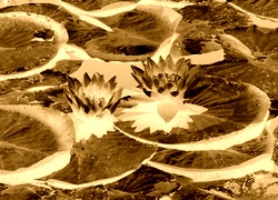 Sepia + Negatyw
