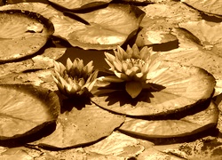 Sepia
