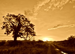 Sepia