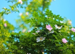 Oryginalny obrazek