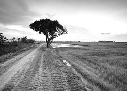 Szary + Sepia